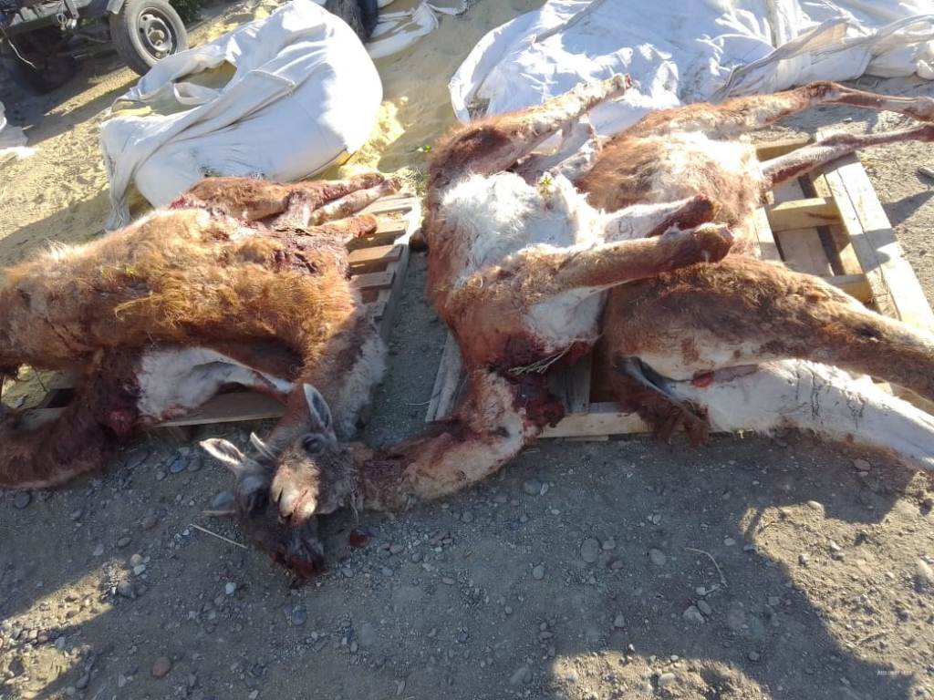 Decomisan guanacos faenados y canes producto de caza ilegal en la zona sur de Chubut