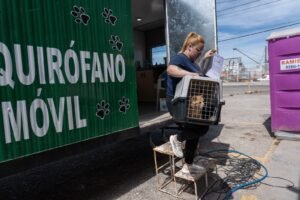 Comenzó en Puerto Rawson el operativo gratuito de castración y vacunación antirrábica