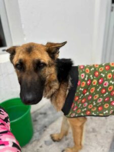 Abrieron una investigación penal por el maltrato y crueldad de cuatro perros en Rawson