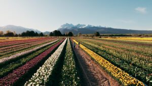 Chubut acompaña una nueva Temporada de Tulipanes en Trevelin con una fuerte llegada de turistas a la Cordillera