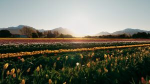 Chubut acompaña una nueva Temporada de Tulipanes en Trevelin con una fuerte llegada de turistas a la Cordillera