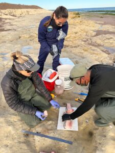 Varamiento de ballenas: especialistas intensifican el monitoreo sanitario y estudian las causas