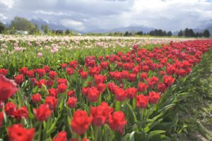 En la apertura de la Temporada de Tulipanes, Torres confirmó que se licitarán nuevas obras para ampliar el aeropuerto de Esquel