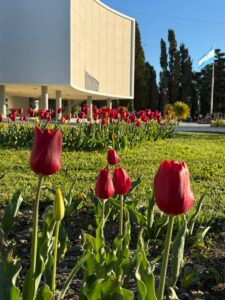 La Legislatura acompaña la temporada de tulipanes en Chubut con una nueva floración en sus jardines