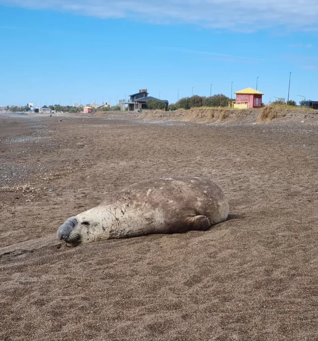 LA FISCALÍA INTERVINO PARA PROTEGER A UN ELEFANTE MARINO EN PLAYA UNIÓN  La fiscal general Florencia Gómez, jefa de la Unidad Especializada en Derecho Ambiental y Derecho Animal del Ministerio Público Fiscal del Chubut, intervino en Playa Unión tras hallar un elefante marino descansando en la costa.  Se dio aviso a Prefectura y al Ministerio de Ambiente para cercar la zona y evitar la presencia de personas y mascotas. “Estos animales no salen porque estén enfermos, sino para descansar. El contacto humano o el ataque de perros puede ponerlos en riesgo”, señaló Gómez.  La fiscal recordó que la población de elefantes marinos cayó un 70% en Chubut por la gripe aviar y el impacto humano, y pidió a los vecinos respetar las zonas de descanso y no bajar con animales a la playa. “La fauna marina es parte de nuestra identidad. Cuidarla es responsabilidad de todos”, concluyó.