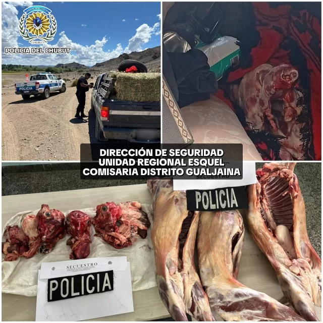 POLICIA DEL CHUBUT
DIRECCIÓN DE SEGURIDAD
UNIDAD REGIONAL ESQUEL 
COMISARIA DISTRITO GUALJAINA 
10 de Noviembre del 2025.
Se recibe denuncia por parte de Peón de Campo el cual refiere, que dos masculinos a los cuales les debía una bolsa de alimento para perros y 2 kilos de chorizos, en forma de pago le sustraen tres Chivitos,
Teniendo temor y desconociendo los pasos a seguir, Le comenta a su patrón lo sucedido quien me recomendó hacer la denuncia.
A raiz de ello se monta operativo de control en zona rural Sierras de Gualjaina, donde sobre Ruta Provincial N°62, siendo aproximadamente las 12:30 horas, se localiza el vehículo y las personas sindicadas, procediéndose al secuestro preventivo del rodado en virtud de la infracción a la Ley Nacional de Tránsito por “Falta de Licencia de Conducir”.
En la Dependencia, el infractor y sindicado hace entrega libre y voluntaria de tres (03) caprinos faenados, procediéndose al secuestro de los mismos